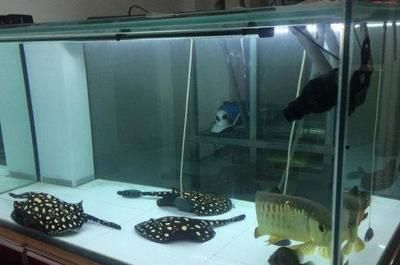 魟魚倒著游是怎么回事：魟魚倒著游可能是由于多種原因引起的，以下是幾種情況