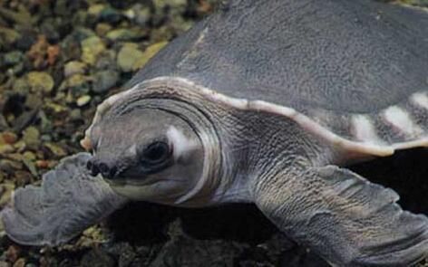 豬鼻龜什么價格最貴：豬鼻龜哪里賣的多啊多少錢一斤