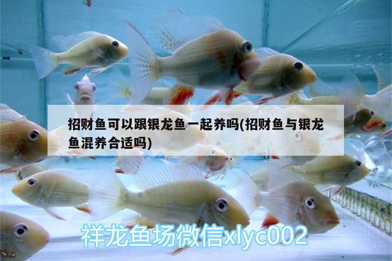 招財魚可以跟銀龍魚一起養嗎(招財魚與銀龍魚混養合適嗎)