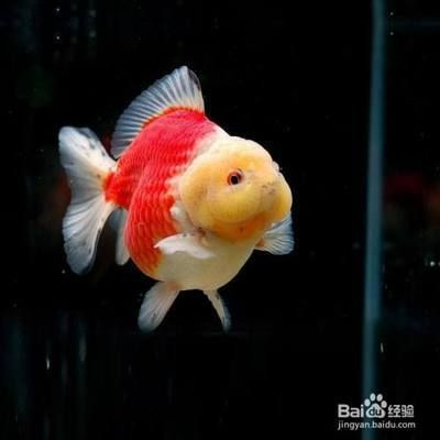 元寶鳳凰魚怎么養的好看又好養：元寶鳳凰魚如何養護元寶鳳凰魚，元寶鳳凰魚如何養護