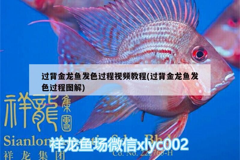 過背金龍魚發色過程視頻教程(過背金龍魚發色過程圖解)