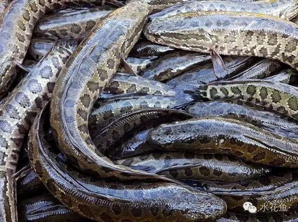黃金河虎魚繁殖后如何避免自相殘殺，黃金河虎魚繁殖后如何布置水族箱,黃金河虎魚繁殖后如何改善水質
