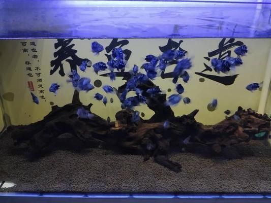 黃金河虎魚繁殖后如何避免自相殘殺，黃金河虎魚繁殖后如何布置水族箱,黃金河虎魚繁殖后如何改善水質