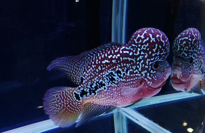 七彩魚和魟魚混養(yǎng)嗎:七彩魚和魟魚可以混養(yǎng)但需要注意以下幾點和注意事項 魟魚百科 第1張 七彩魚和魟魚混養(yǎng)嗎:七彩魚和魟魚可以混養(yǎng)但需要注意以下幾點和注意事項 七彩魚和魟魚混養(yǎng)嗎:七彩魚和魟魚可以混養(yǎng)但需要注意以下幾點和注意事項 魟魚百科 第1張