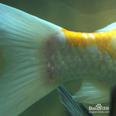 金龍魚魚尾開叉什么原因：金龍魚魚尾開叉可能由以下幾個原因造成：金龍魚魚尾開叉