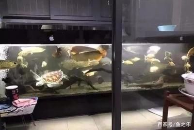 七彩魚和魟魚混養(yǎng)嗎:七彩魚和魟魚可以混養(yǎng)但需要注意以下幾點和注意事項 魟魚百科 第3張 七彩魚和魟魚混養(yǎng)嗎:七彩魚和魟魚可以混養(yǎng)但需要注意以下幾點和注意事項 七彩魚和魟魚混養(yǎng)嗎:七彩魚和魟魚可以混養(yǎng)但需要注意以下幾點和注意事項 魟魚百科 第3張