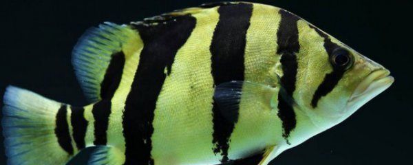 七彩魚和魟魚混養(yǎng)嗎：七彩魚和魟魚可以混養(yǎng)但需要注意以下幾點和注意事項 七彩魚和魟魚混養(yǎng)嗎：七彩魚和魟魚可以混養(yǎng)但需要注意以下幾點和注意事項 魟魚百科 第4張