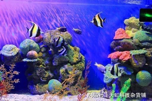 水族館內巖石造景建議（水族箱巖石造景案例分享，）