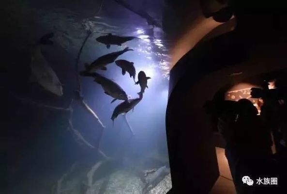 水族館內巖石造景建議（水族箱巖石造景案例分享，）