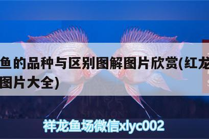 魚缸里平時加什么藥（魚缸養魚放什么藥水）