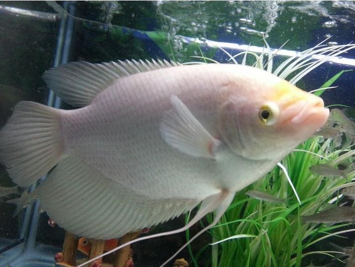 銀龍魚喜歡開燈還是不開燈好養呢視頻(銀龍魚魚缸燈一直開的嗎) 銀龍魚喜歡開燈還是不開燈好養呢視頻(銀龍魚魚缸燈一直開的嗎) 銀龍魚百科 第2張