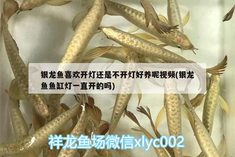 銀龍魚喜歡開燈還是不開燈好養呢視頻(銀龍魚魚缸燈一直開的嗎) 銀龍魚喜歡開燈還是不開燈好養呢視頻(銀龍魚魚缸燈一直開的嗎) 銀龍魚百科 第3張