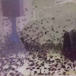 印尼三紋虎挑選技巧詳解，印尼三紋虎魚挑選技巧詳解