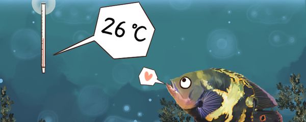 龍魚的風水作用是什么意思 龍魚百科 第3張 龍魚的風水作用是什么意思 龍魚的風水作用是什么意思 龍魚百科 第3張
