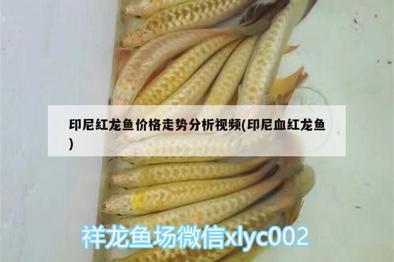 印尼紅龍魚價格走勢分析視頻(印尼血紅龍魚)