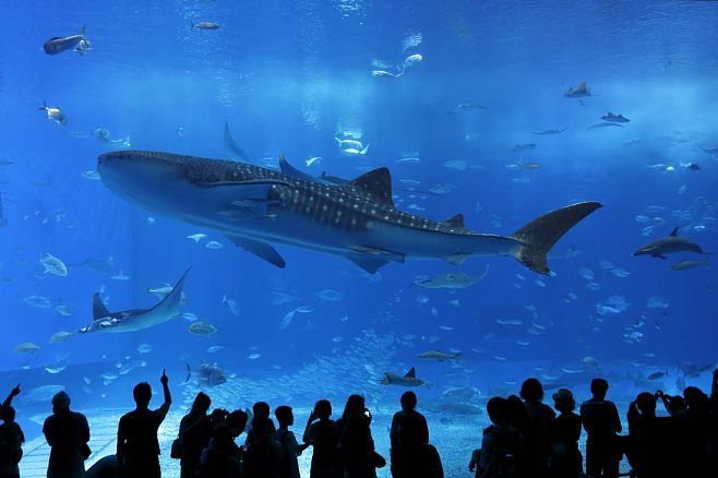 一個水族館多少錢（開設一個水族館成本的詳細解析）