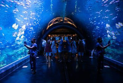 一個水族館多少錢（開設一個水族館成本的詳細解析）