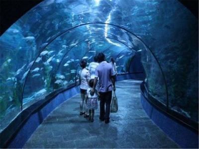 一個水族館多少錢（開設一個水族館成本的詳細解析）