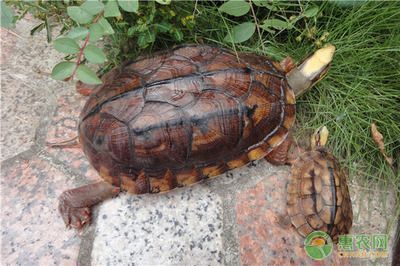 豬鼻龜屬于保護動物嗎圖片：豬鼻龜是保護動物嗎圖片大全 豬鼻龜屬于保護動物嗎圖片：豬鼻龜是保護動物嗎圖片大全 豬鼻龜百科 第3張