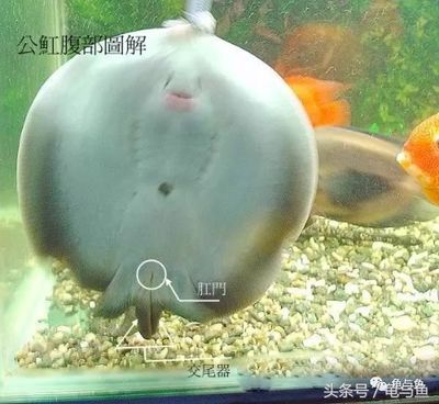 魟魚吃東西反復吐：魟魚吃東西反復吐怎么回事