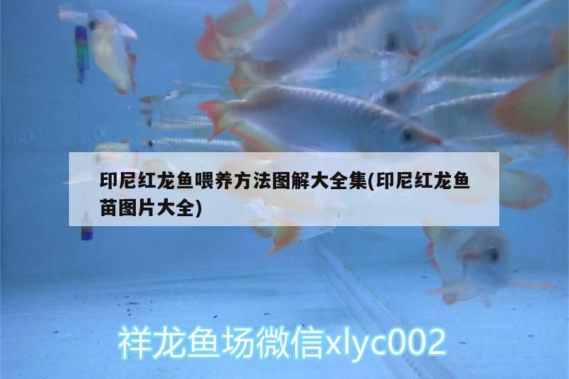 印尼紅龍魚喂養方法圖解大全集(印尼紅龍魚苗圖片大全) 印尼紅龍魚喂養方法圖解大全集(印尼紅龍魚苗圖片大全) 紅龍魚百科 第3張