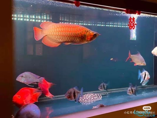大湖紅龍魚對比印尼紅龍魚哪個貴一點：在比較大湖紅龍魚和印尼紅龍魚的價格時需要考慮多個因素