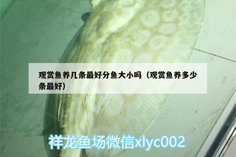 觀賞魚養幾條最好分魚大小嗎（觀賞魚養多少條最好） 觀賞魚養幾條最好分魚大小嗎（觀賞魚養多少條最好） 黃金貓魚百科 第3張