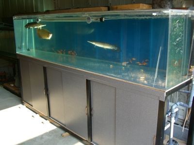 龍魚(yú)缸要多大才合適