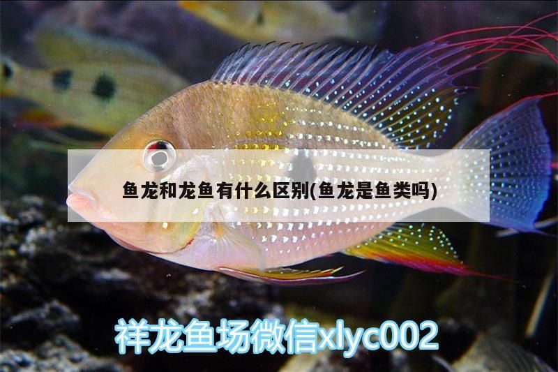 魚龍和龍魚有什么區別(魚龍是魚類嗎)