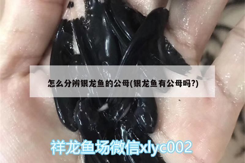 怎么分辨銀龍魚的公母(銀龍魚有公母嗎?) 怎么分辨銀龍魚的公母(銀龍魚有公母嗎?) 銀龍魚百科 第3張