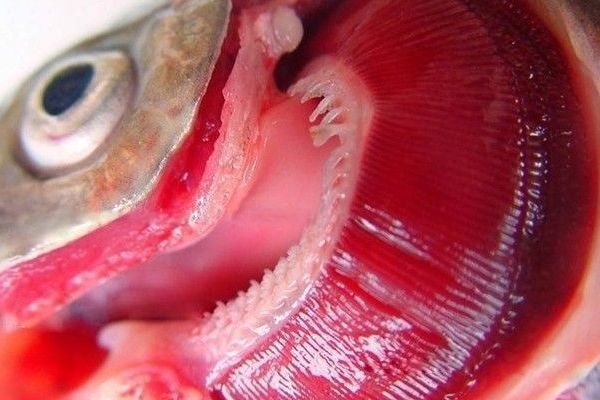 魟魚單腮呼吸:魟魚單腮呼吸可能是由于多種原因引起的 魟魚百科 第1張 魟魚單腮呼吸:魟魚單腮呼吸可能是由于多種原因引起的 魟魚單腮呼吸:魟魚單腮呼吸可能是由于多種原因引起的 魟魚百科 第1張