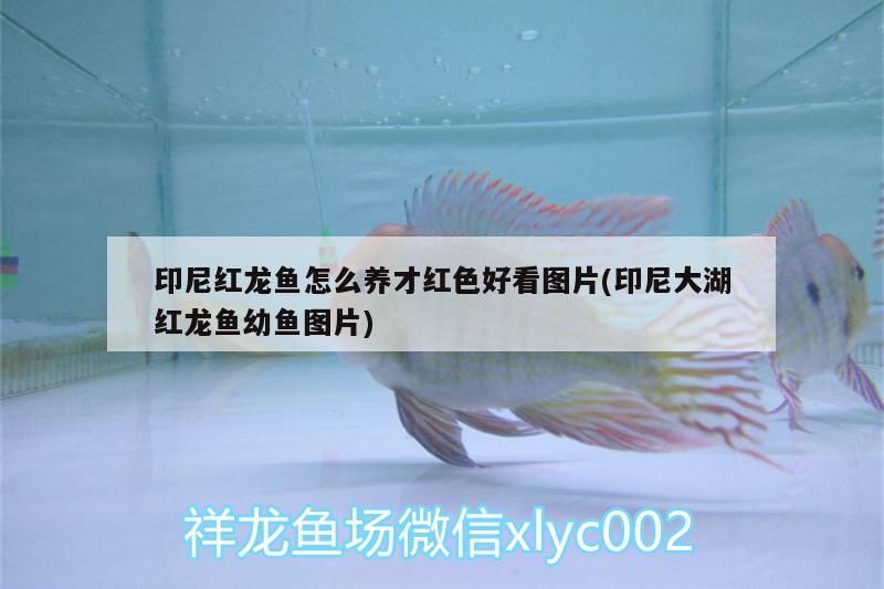 印尼紅龍魚怎么養才紅色好看圖片(印尼大湖紅龍魚幼魚圖片)