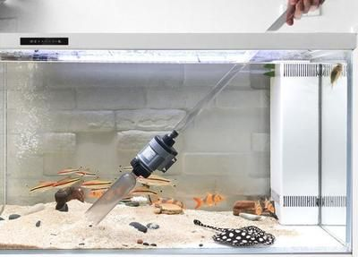 魟魚會清理魚缸垃圾嗎：[需手動填充]魚能夠清理魚缸垃圾嗎？