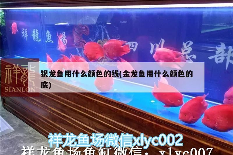銀龍魚用什么顏色的線(金龍魚用什么顏色的底)