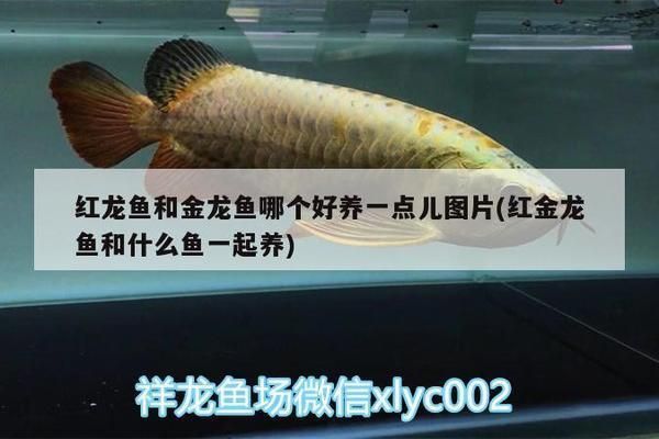 黃金貓魚幼魚飼料品牌推薦（2018年金魚飼料十大品牌排行榜）