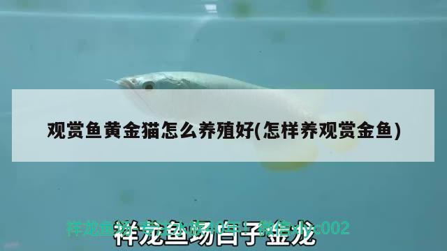 觀賞魚黃金貓?jiān)趺答B(yǎng)殖好(怎樣養(yǎng)觀賞金魚)