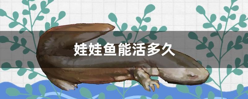 娃娃魚能活多久 娃娃魚能活多久 紅龍魚百科 第1張