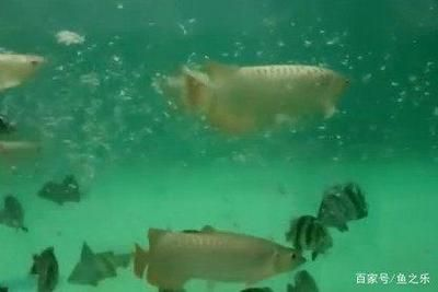 印尼四紋虎魚繁殖成功案例分享，印尼四紋虎魚繁殖成功案例分享印尼四紋虎魚繁殖成功案例分享 印尼四紋虎魚繁殖成功案例分享，印尼四紋虎魚繁殖成功案例分享印尼四紋虎魚繁殖成功案例分享 虎魚百科 第1張