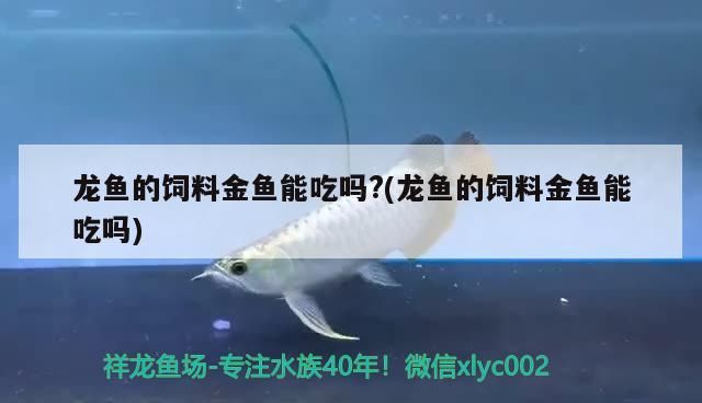 龍魚的飼料金魚能吃嗎?(龍魚的飼料金魚能吃嗎) 黃金貓魚百科 第3張 龍魚的飼料金魚能吃嗎?(龍魚的飼料金魚能吃嗎) 龍魚的飼料金魚能吃嗎?(龍魚的飼料金魚能吃嗎) 黃金貓魚百科 第3張