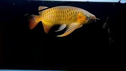 古典藍(lán)底金龍魚尾巴什么顏色