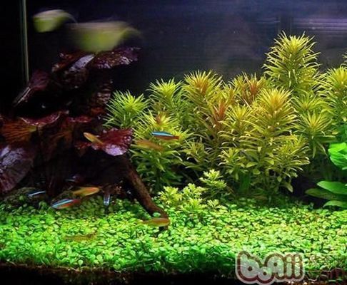 金龍魚混養(yǎng)空間布局技巧：金龍魚混養(yǎng)的空間布局技巧