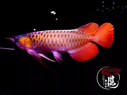 大湖魚紅龍發色效果圖大全:《原神》大湖魚紅龍發色效果圖大全 大湖紅龍魚百科 第4張 大湖魚紅龍發色效果圖大全:《原神》大湖魚紅龍發色效果圖大全 大湖魚紅龍發色效果圖大全:《原神》大湖魚紅龍發色效果圖大全 大湖紅龍魚百科 第4張