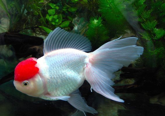 開一家水族館的成本是多少（開一家小型水族館的成本可能在幾萬美元到幾十萬美元之間）