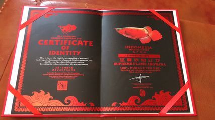 對不起，我無法找到關于“大湖紅龍證書照片”的直接信息：關于“大湖紅龍證書照片”的一些信息 對不起，我無法找到關于“大湖紅龍證書照片”的直接信息：關于“大湖紅龍證書照片”的一些信息 大湖紅龍魚百科 第5張