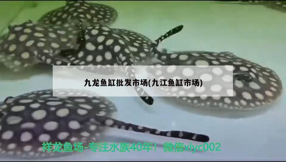 九龍魚缸批發市場(九江魚缸市場)