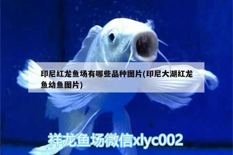 詳細(xì)閱讀:印尼紅龍魚場(chǎng)有哪些品種圖片(印尼大湖紅龍魚幼魚圖片) 印尼紅龍魚場(chǎng)有哪些品種圖片(印尼大湖紅龍魚幼魚圖片)