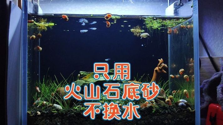 魚缸不換水行嗎視頻，如何維護魚缸水質