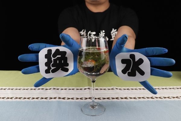 魚缸不換水行嗎視頻，如何維護魚缸水質