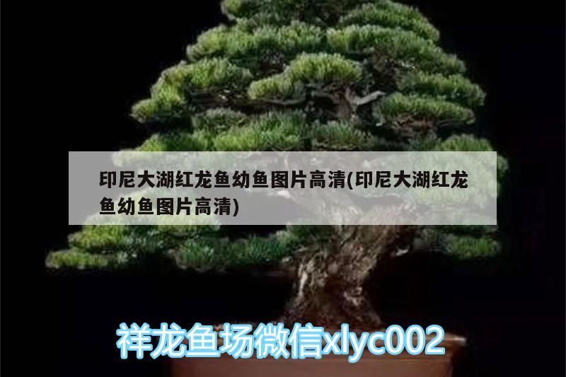 印尼大湖紅龍魚幼魚圖片高清(印尼大湖紅龍魚幼魚圖片高清)