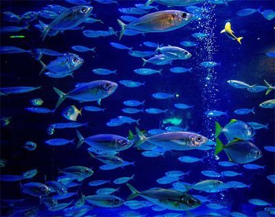 水族館如何診斷魚病（水族館診斷魚病是一個多步驟、多角度的過程需綜合運用） 水族館如何診斷魚病（水族館診斷魚病是一個多步驟、多角度的過程需綜合運用） 水族館百科（水族館加盟） 第3張